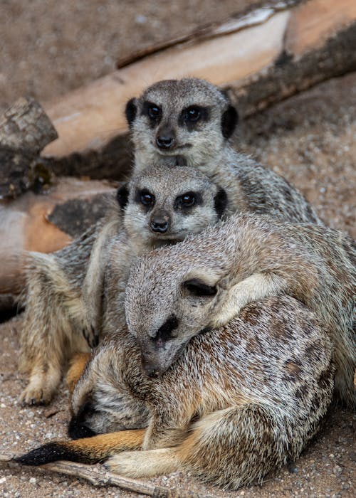 Group of Cute Lemurs Lying on Ground