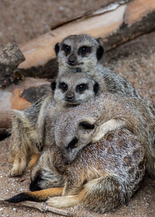 Free A charming photo of meerkats cuddling on the ground, displaying their social nature in a zoo setting. Stock Photo