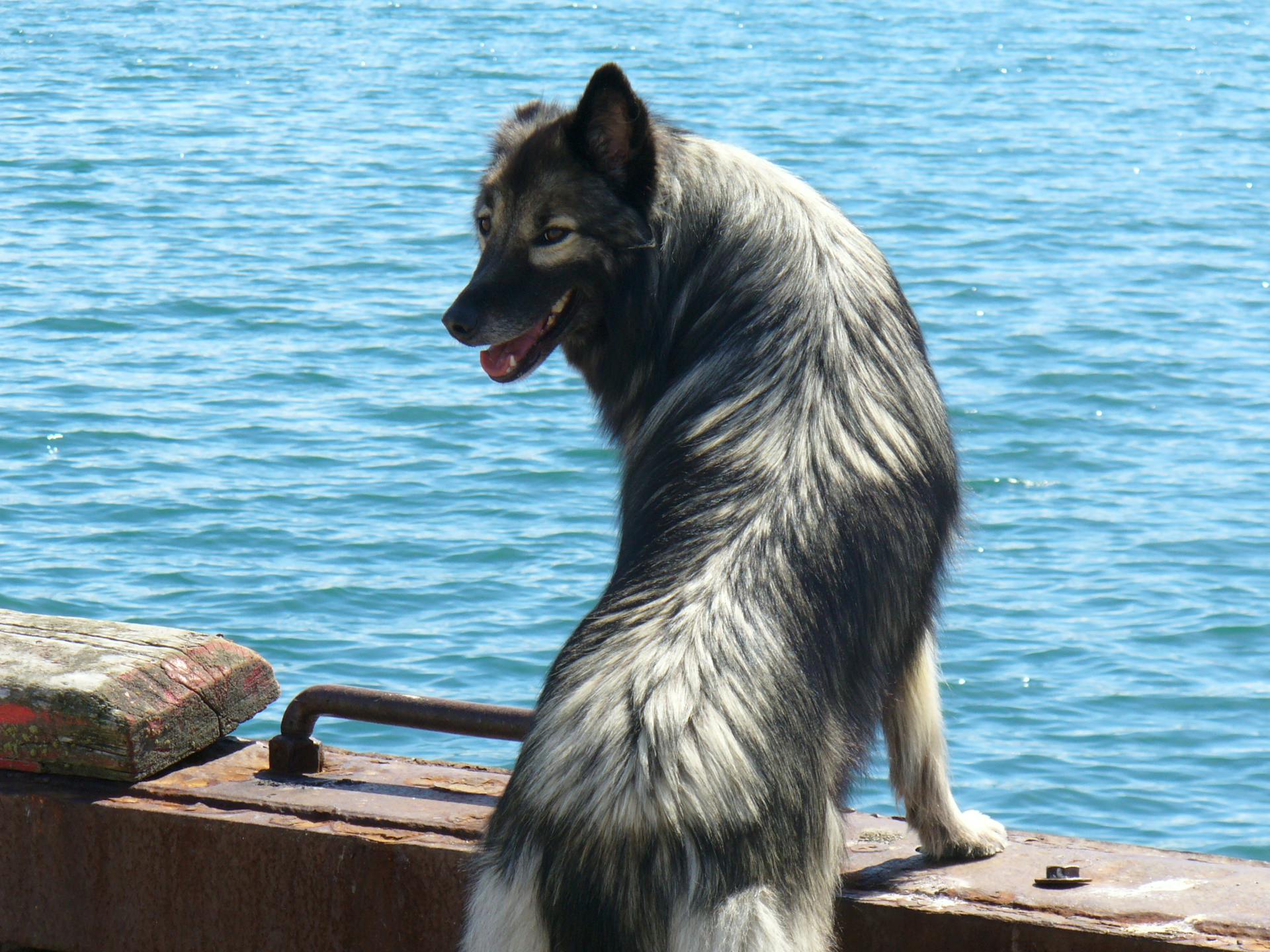 Grå och vit långhårig hund