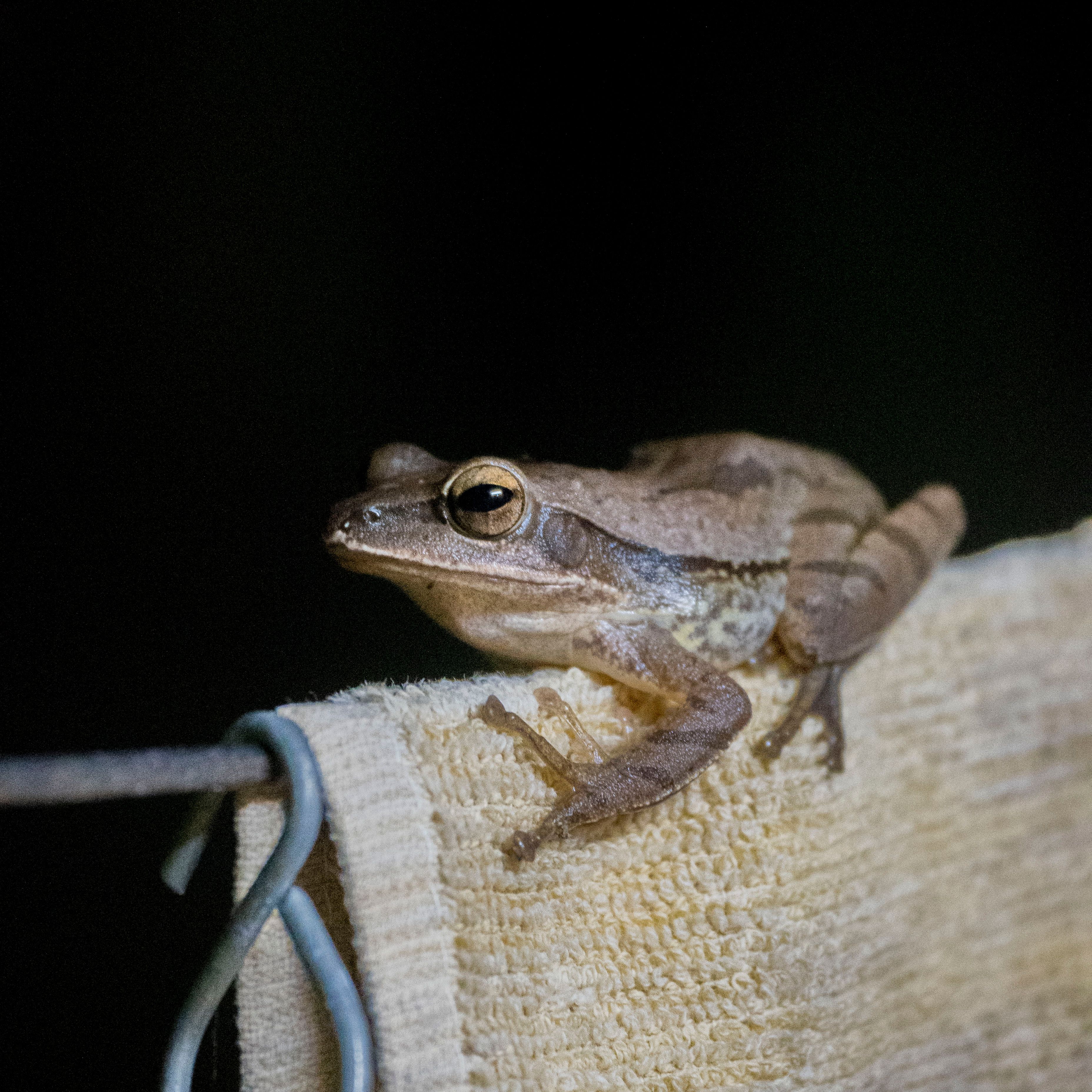 A frog sitting on top of a towel