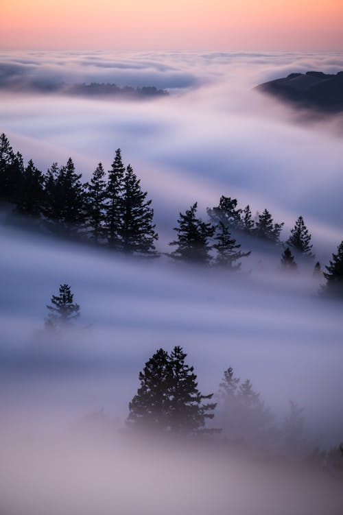 A foggy landscape with trees and fog