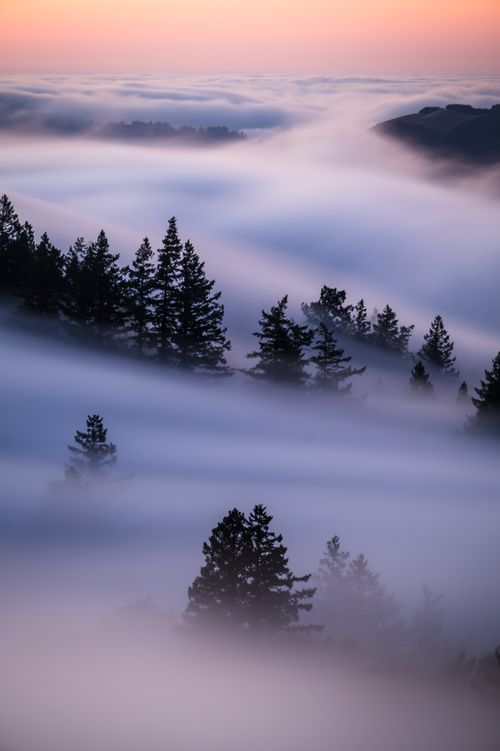 Free Captivating view of fog enveloping a pine forest with a vibrant sunset sky. Stock Photo