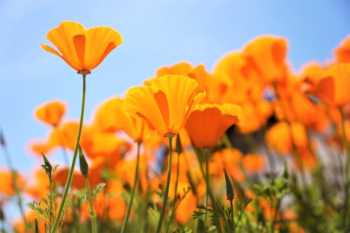 Fotobanka s bezplatnými fotkami na tému california poppy, flóra, hracie pole