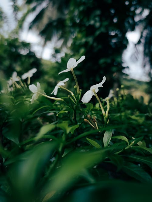 Foto profissional grátis de arbustos, floração, flores brancas