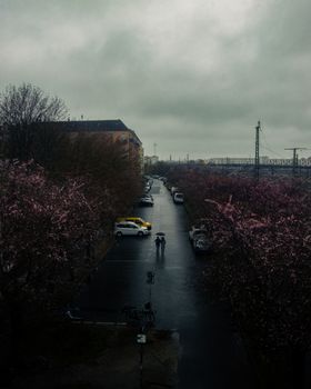 Overcast city street with cherry blossoms and two people under umbrellas.