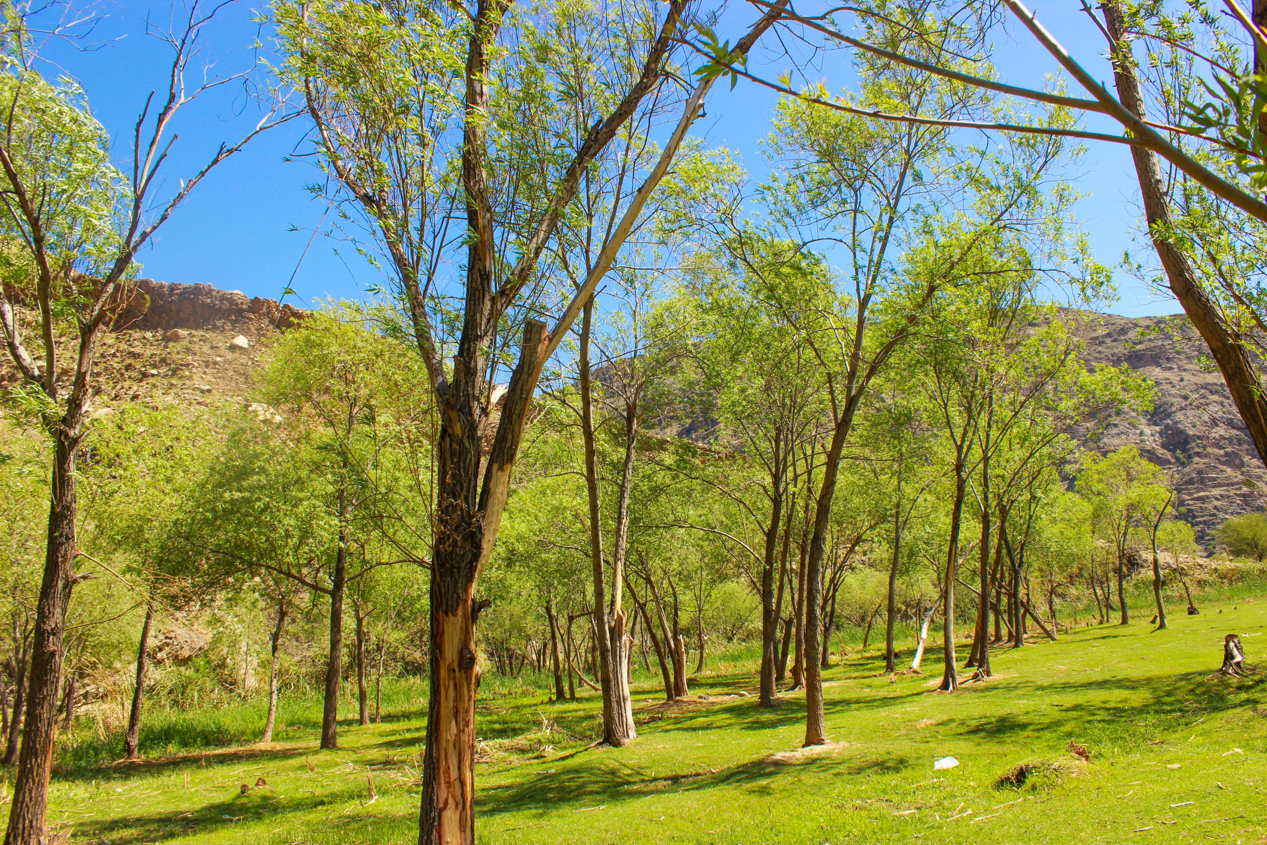 Green Trees Growing in Summer Park in Countryside · Free Stock Photo
