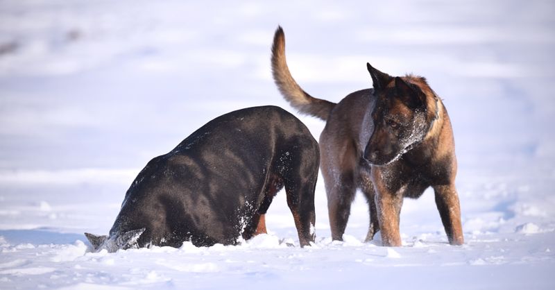 Chien Beauceron : Guide Complet Race et Santé