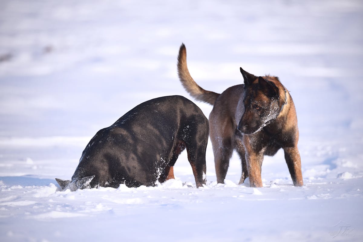 Dogs Playing on the Snow