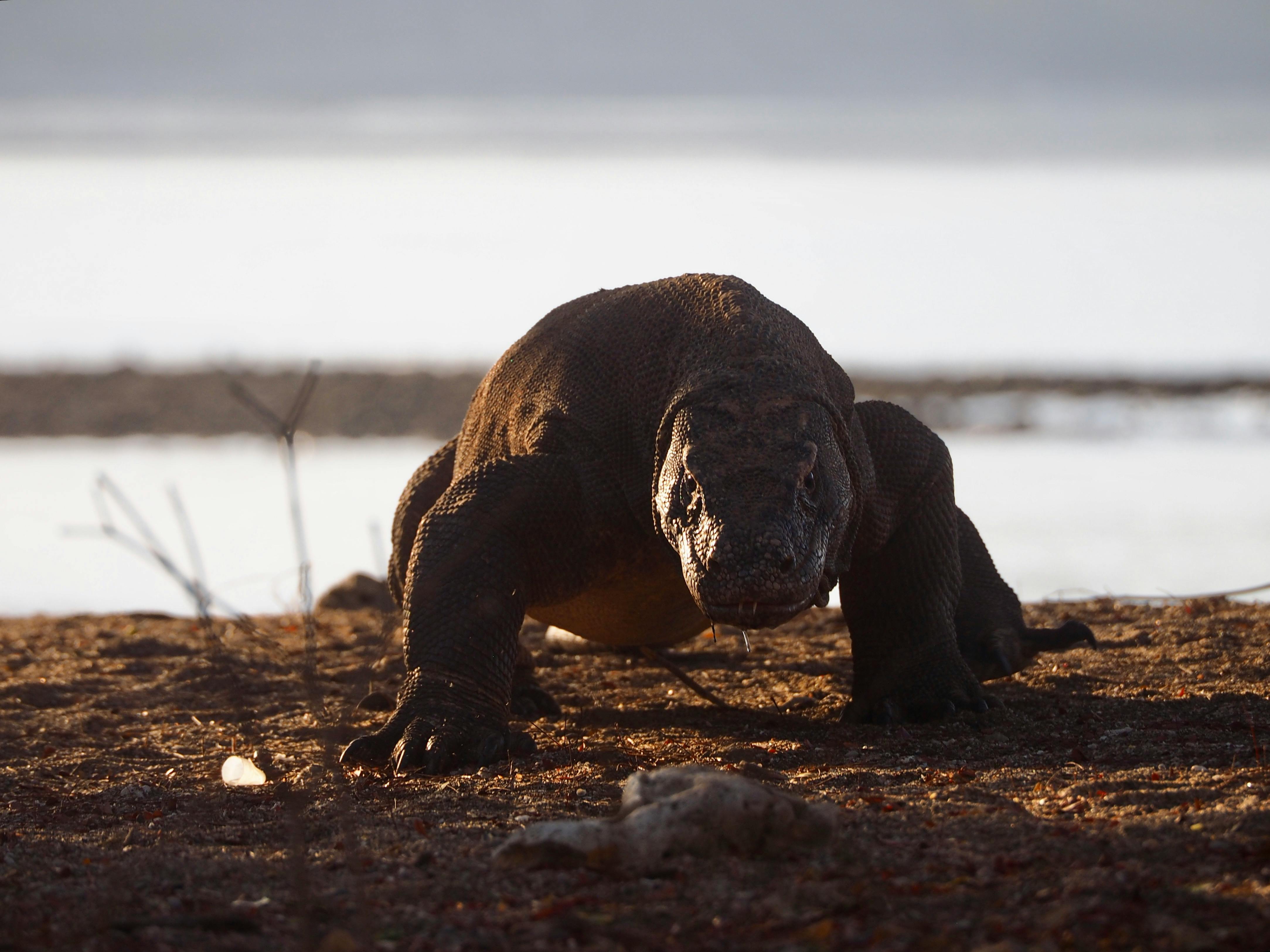 Komodo dragon walking across a dry island landscape, where its powerful body and textured scales stand out, while the calm coastal background glows softly at sunset.
