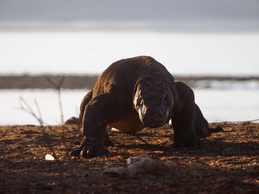 Komodo dragon trek, Komodo National Park, Indonesia