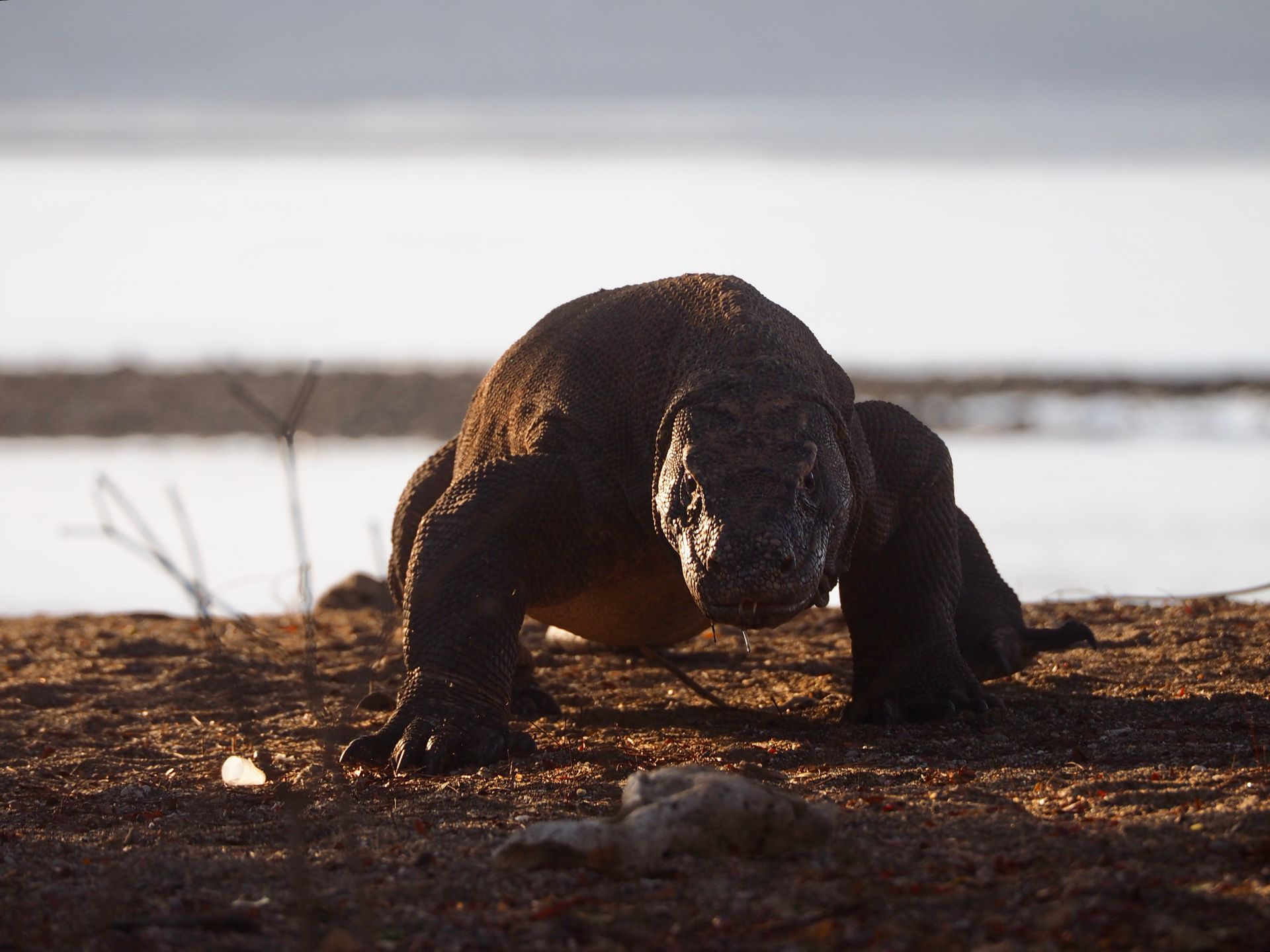 Komodo Dragon in Nature