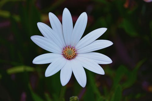 Фокус фото белого цветка с лепестками