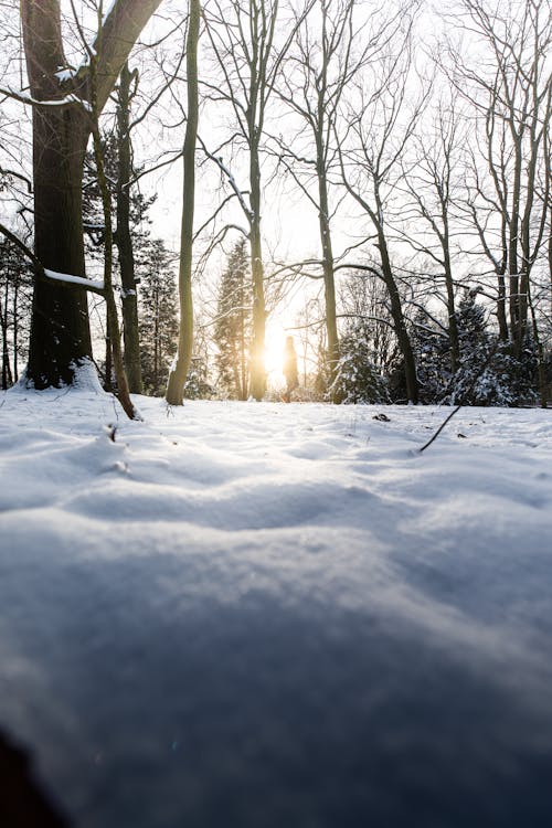Forest Covered with Snow in Sunlight