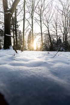 A serene winter forest scene in Hamburg with sunlight filtering through the trees and fresh snow cover.