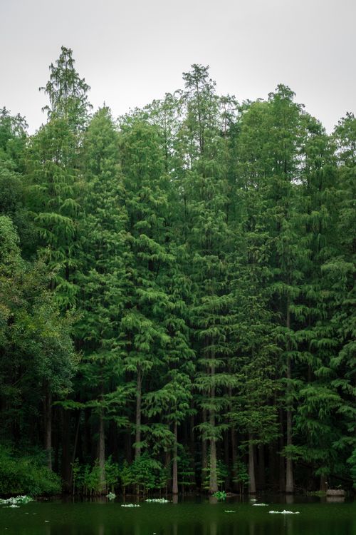 Free Lush green forest by a calm lake, perfect for nature and landscape photography. Stock Photo