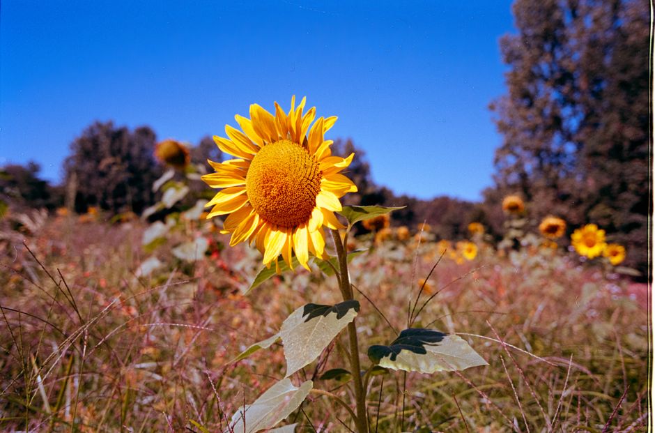 Bright sunflower blooms under a clear blue sky, capturing the essence of summer in a rural landscape.