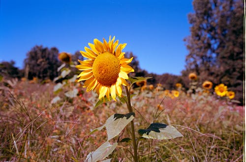 Gratis Foto stok gratis bidang, bunga, bunga matahari Foto Stok