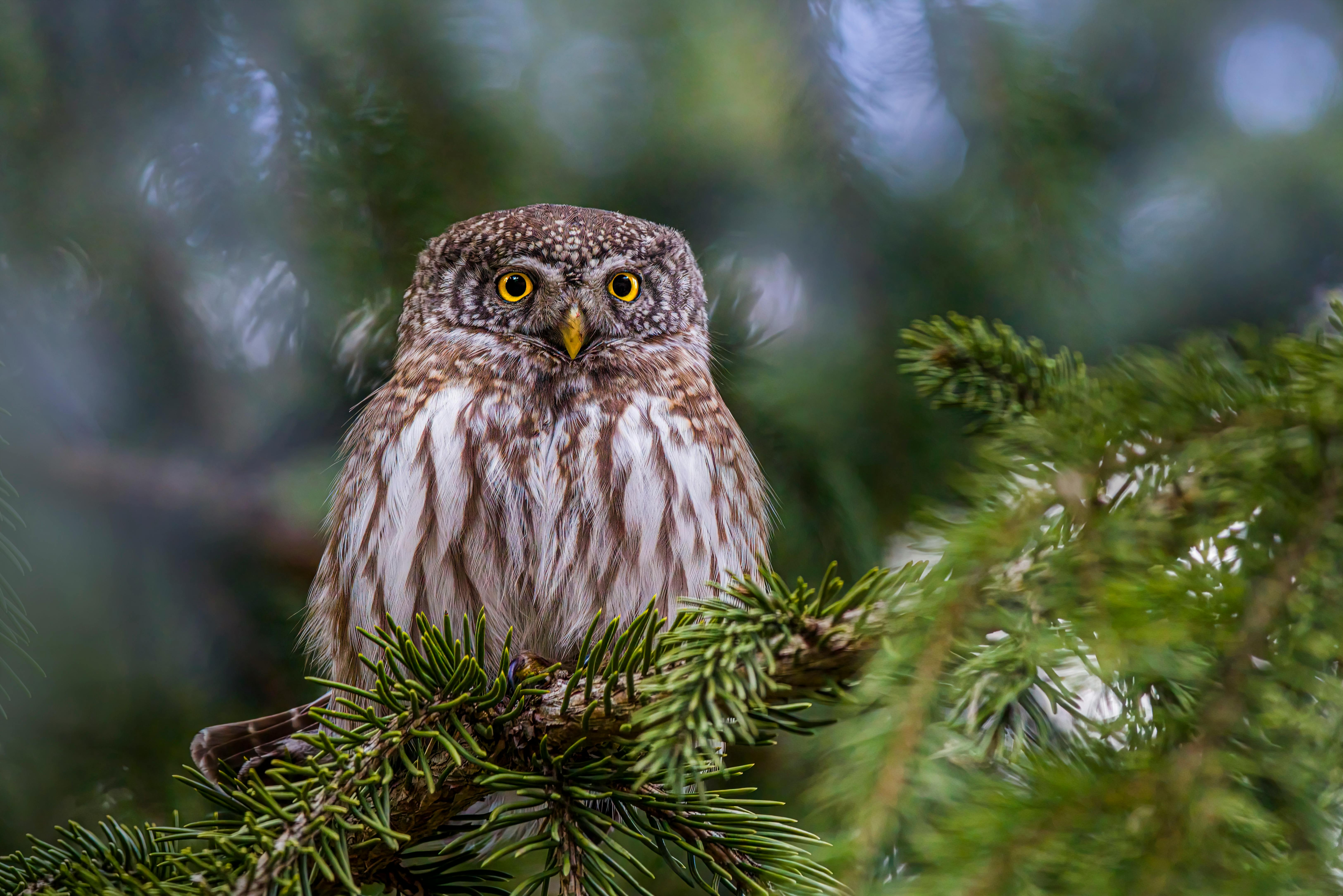 a small owl perched on a branch of a tree