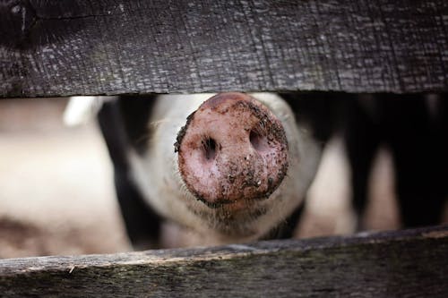 Pig snout through fence boards