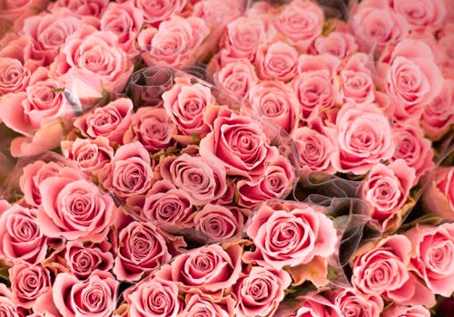 Бесплатное стоковое фото с ramos, Голландия, розовые цветы