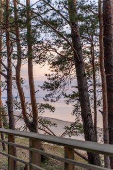 Tranquil beach scene with pine trees overlooking the sea at sunset, ideal for travel and nature themes.