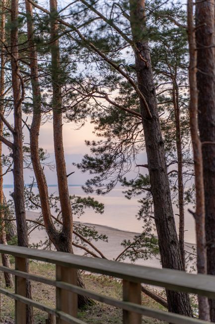Tranquil beach scene with pine trees overlooking the sea at sunset, ideal for travel and nature themes.