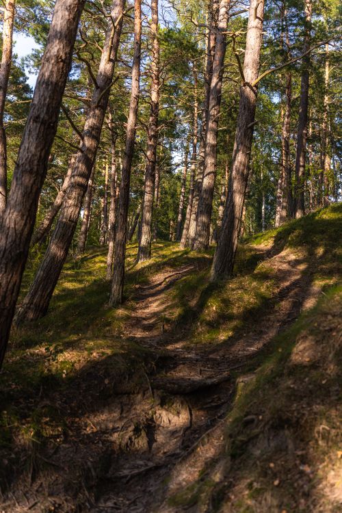 Free A tranquil forest pathway surrounded by tall trees on a sunny summer day. Stock Photo