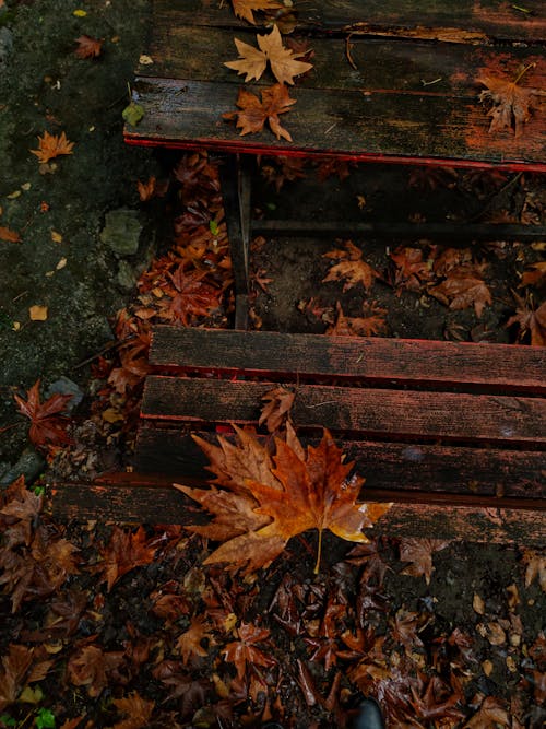 A bench with leaves on it and a leaf on the ground