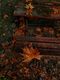 autumn leaves