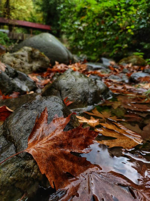 A stream with leaves on the rocks and a rock