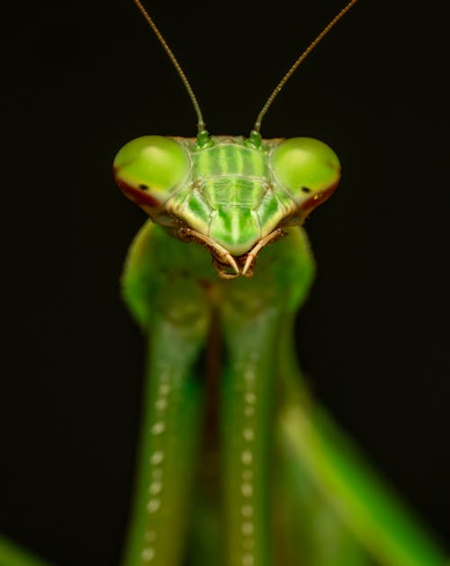 Безкоштовне стокове фото на тему «mantis, вертикальні постріл, впритул»