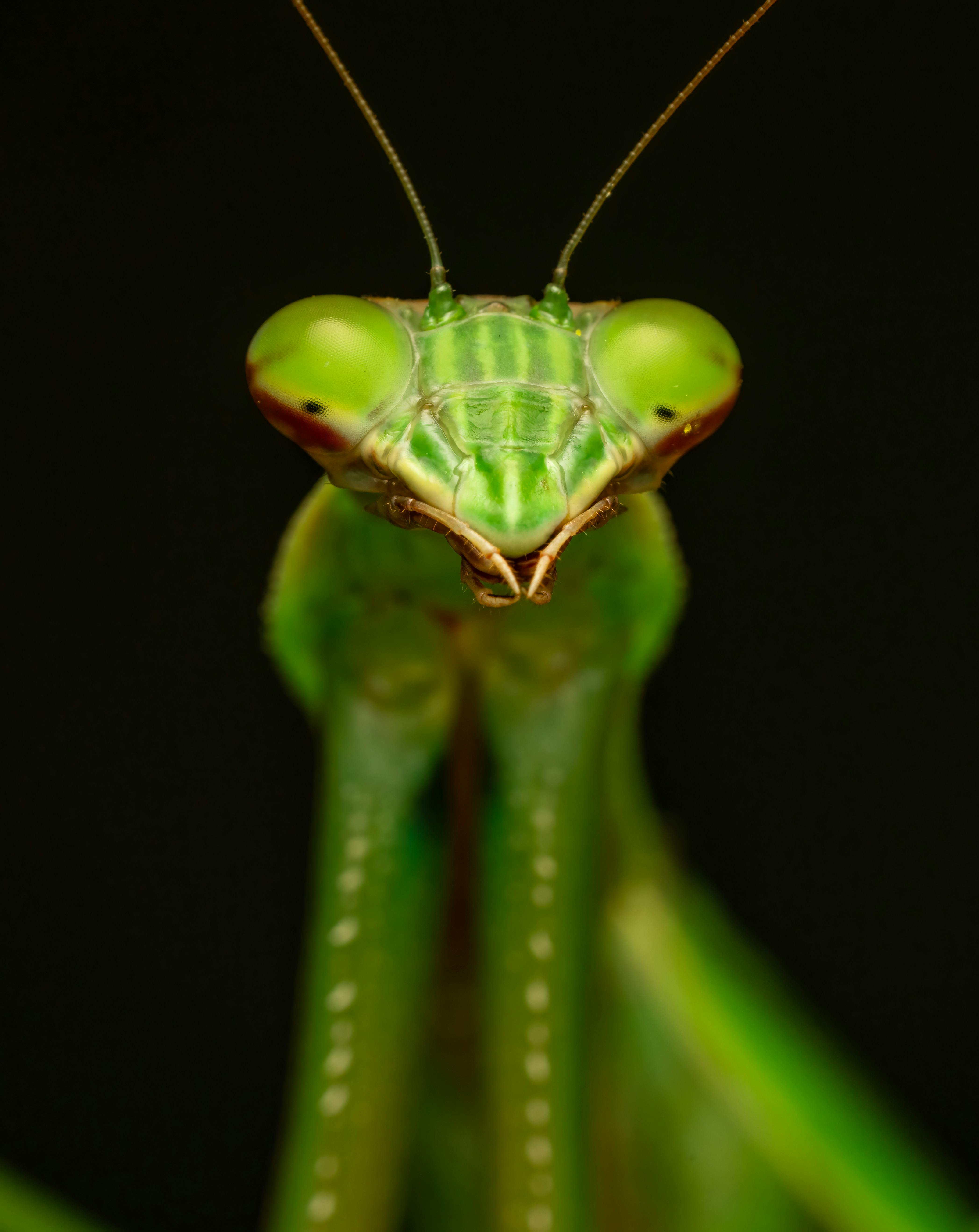 Gratuit Imagine de stoc gratuită din a închide, alarmă, antene Fotografie de stoc