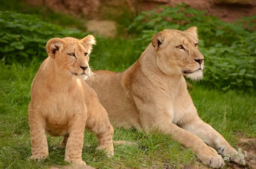 Photos gratuites de animaux safari, conservatoire, espèces en voie d'extinction