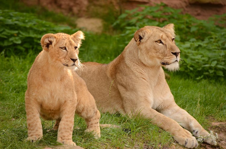 A Lioness And A Cub Lying On Grass