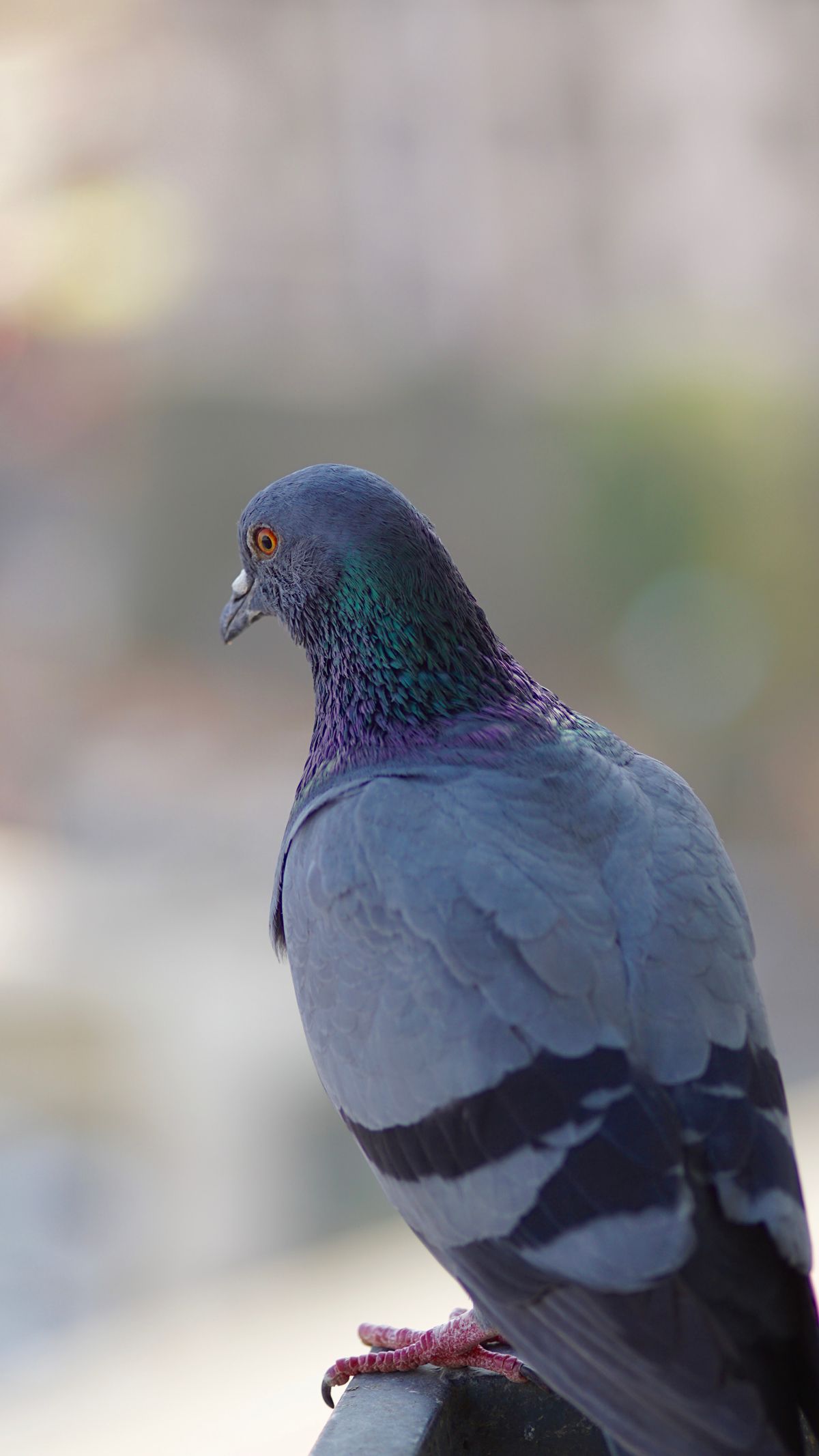 Warning signs of subway & transit pigeons — droppings, nesting debris, and structural staining for pigeon control