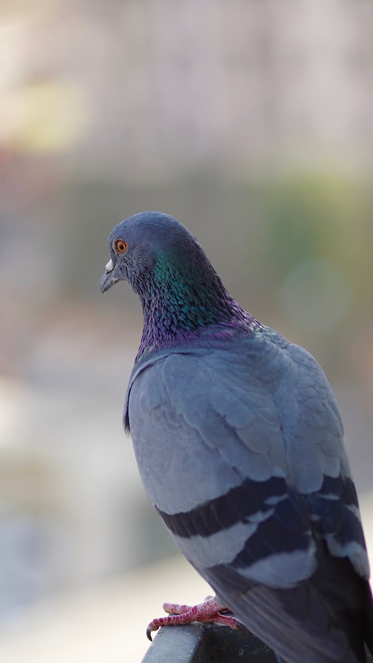 Gray Pigeon