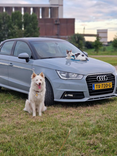 Dog Next to a Gray Audi A1 and a Cat Lying on the Hood