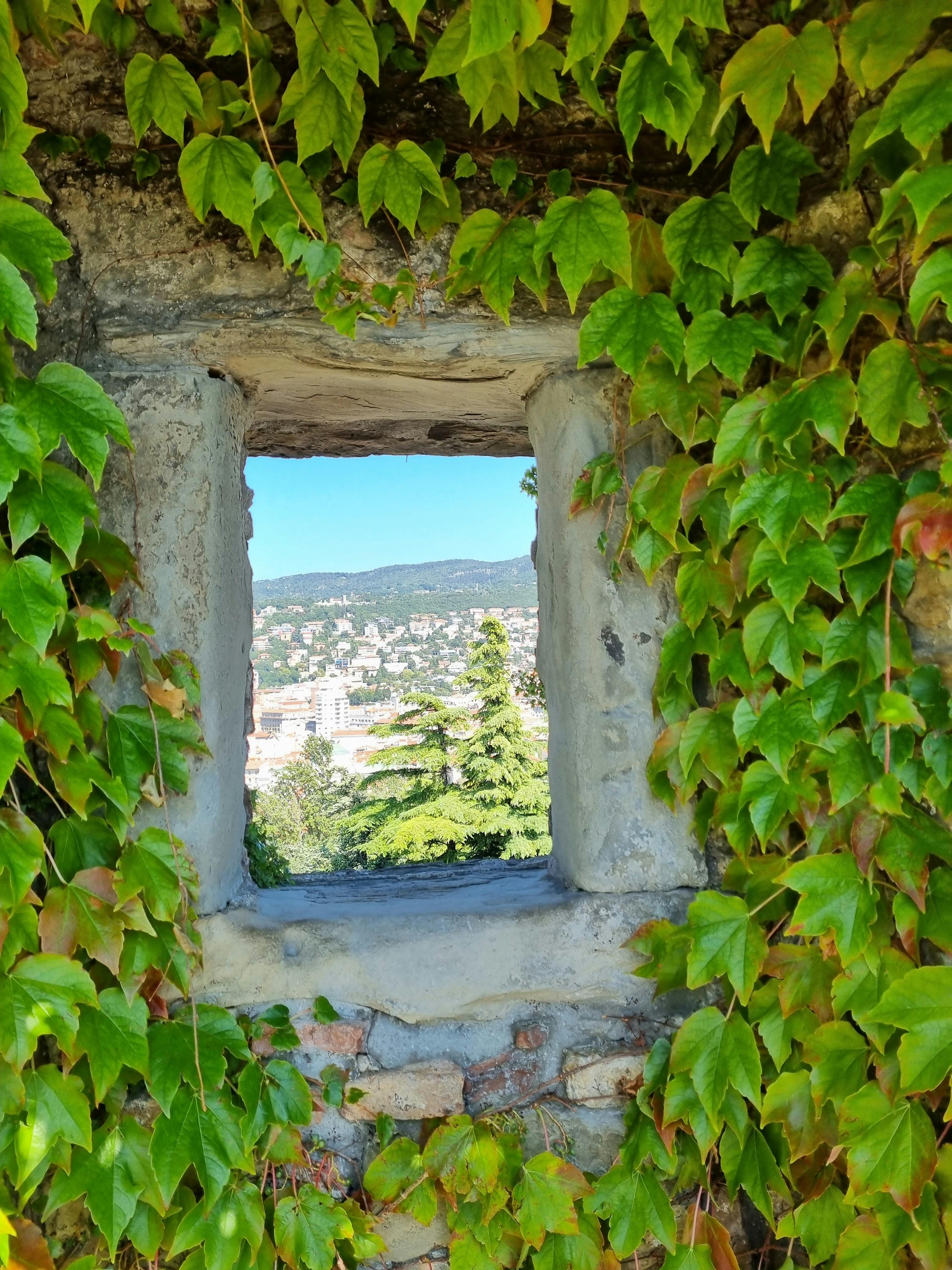 Difference Between Creepers And Climbers Javatpoint