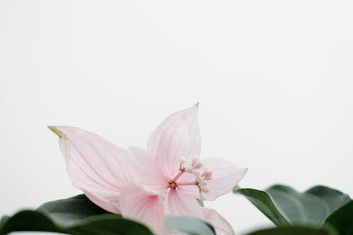 Free Pink Petaled Flower  Stock Photo