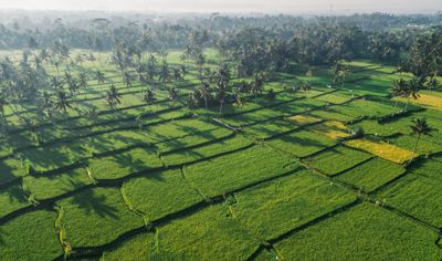 Aerial View of Cropland and Green Trees · Free Stock Photo