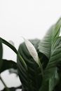 Photo Of A Plant