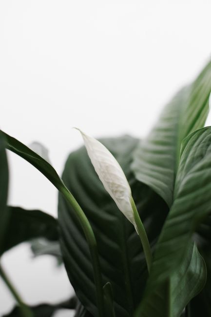 Close-up of a Peace Lily plant showcasing its elegant white bloom against green leaves.