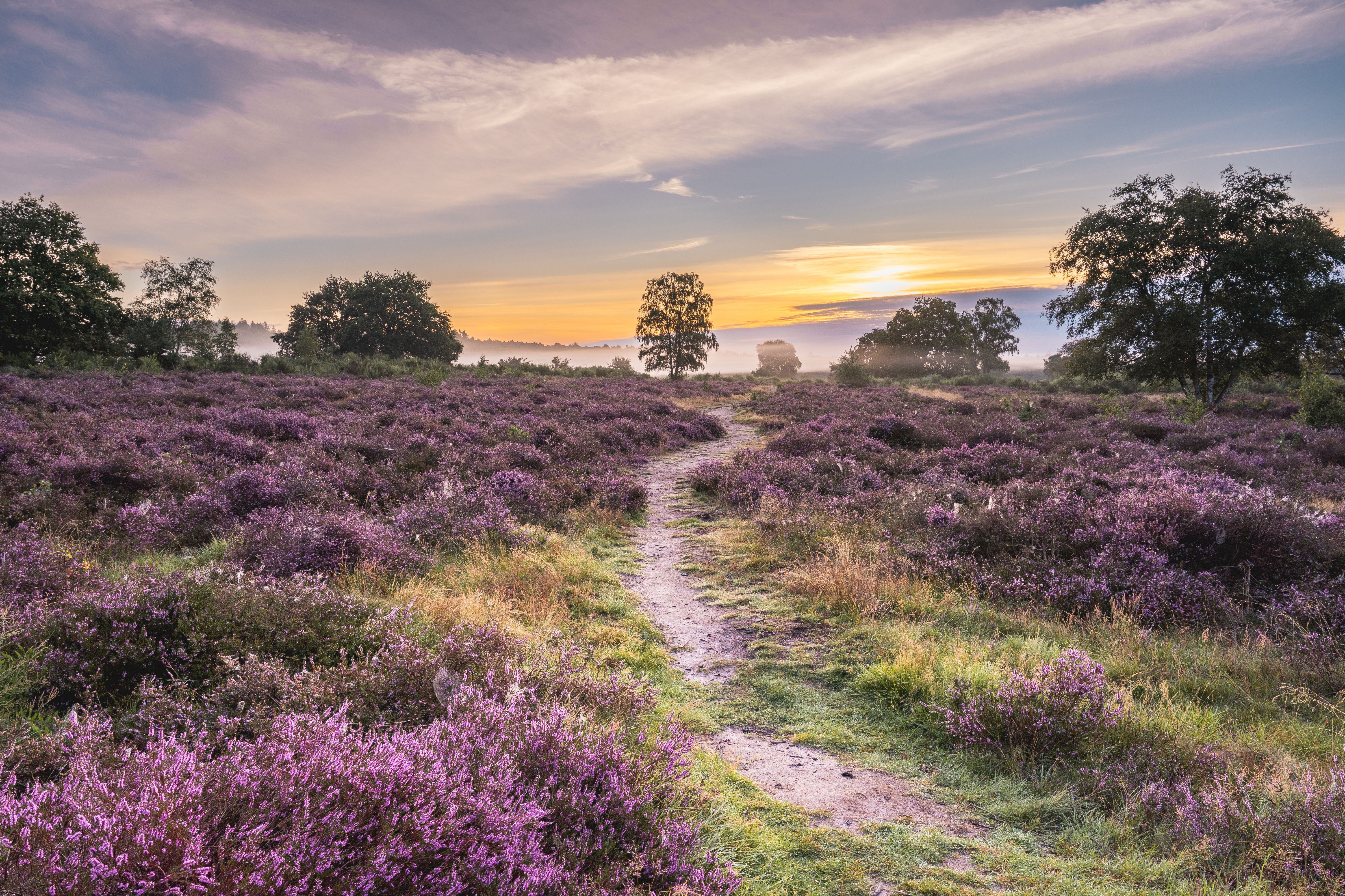 Purple heather blooming across the vast heathland of De Zoom - Kalmthoutse Heide National Park