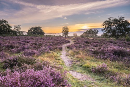 Bruyère Violette En Août, Sur La Hoorneboegse Heide, Hilversum Aux Pays Bas.