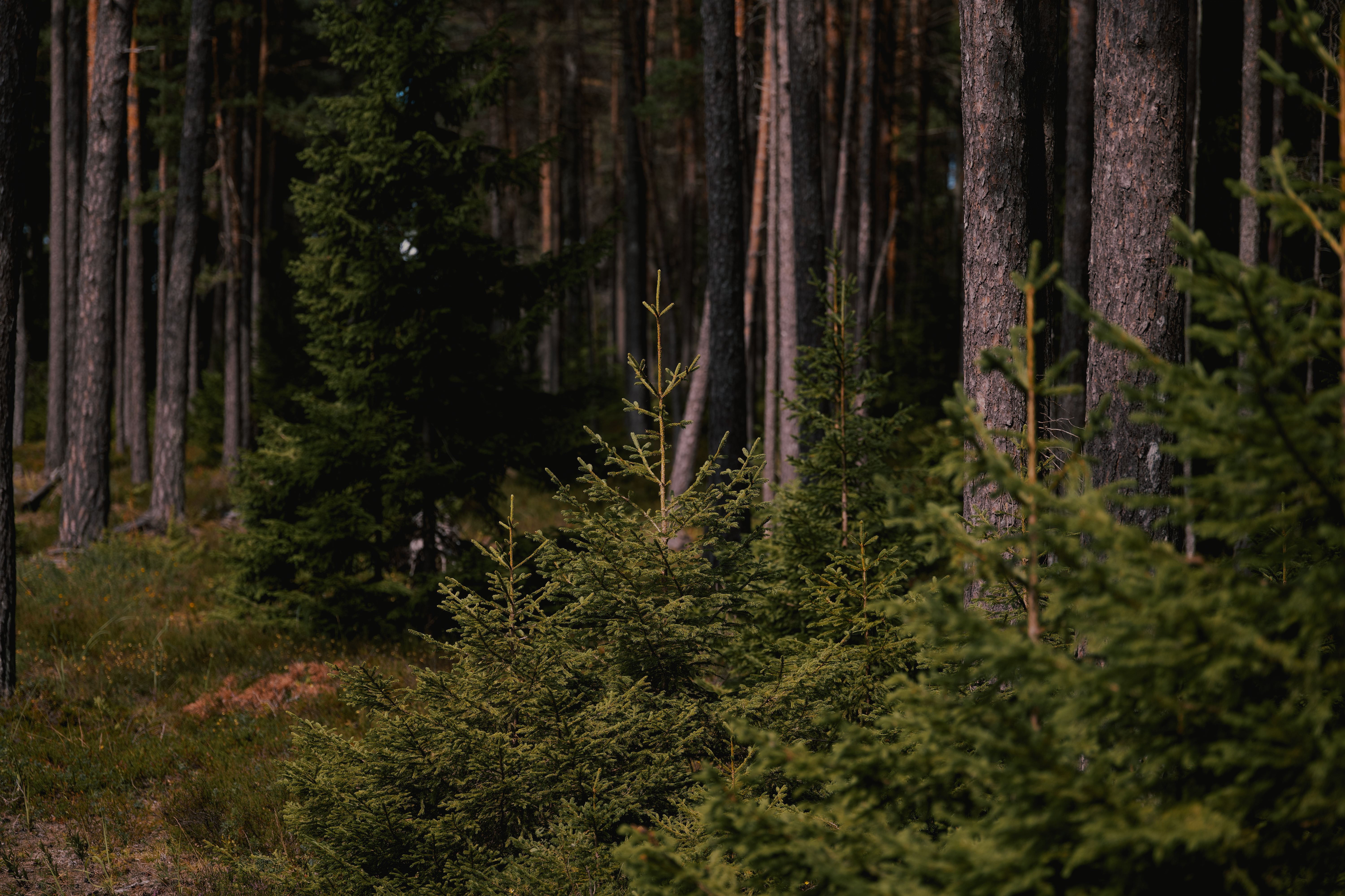 Lush evergreen forest featuring young coniferous trees in a tranquil setting.