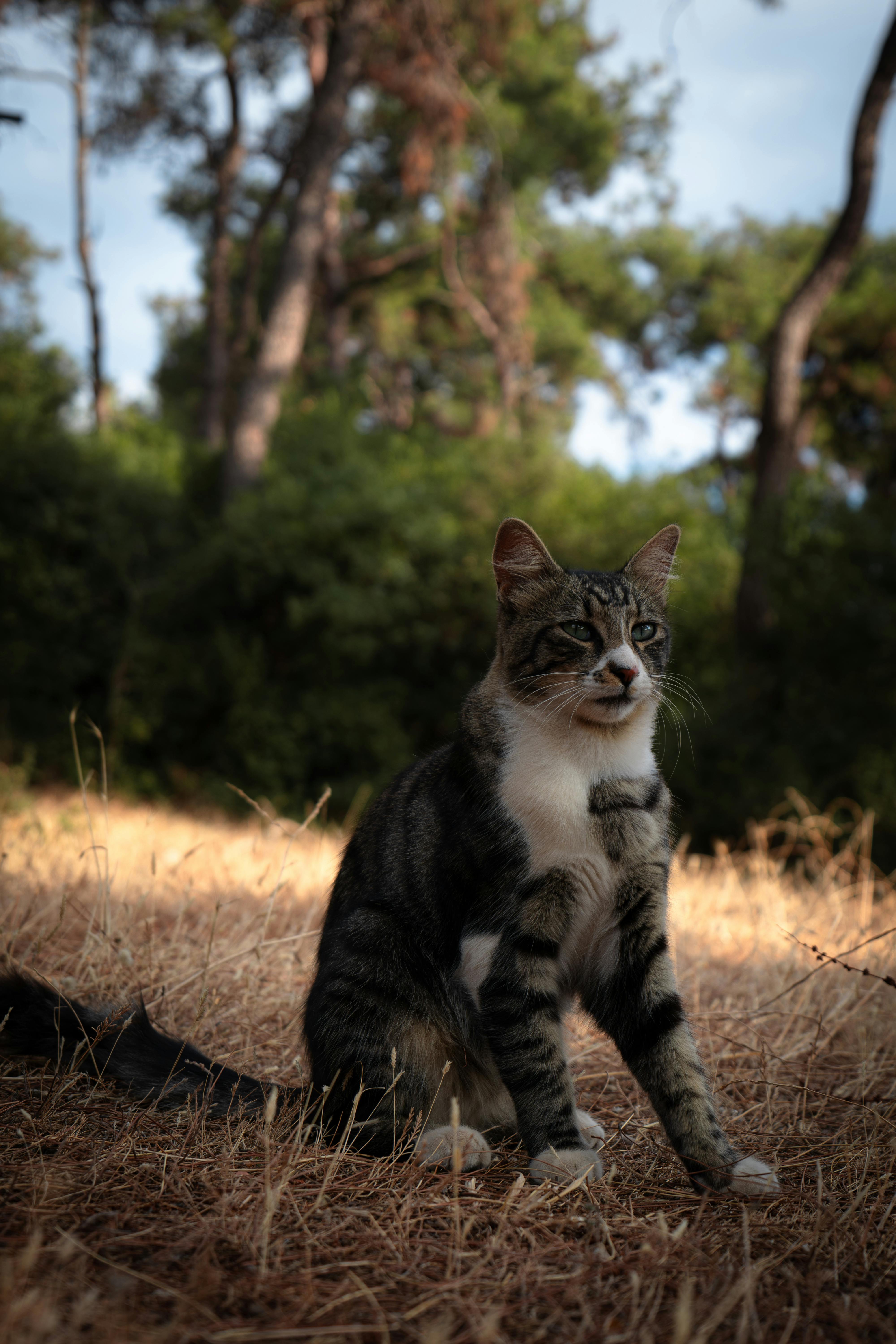 A cat sitting in the grass next to a tree