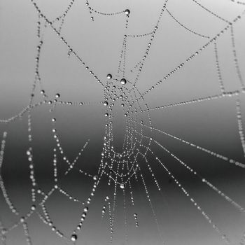 World Wide Web
