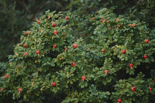 A bush with red berries and green leaves