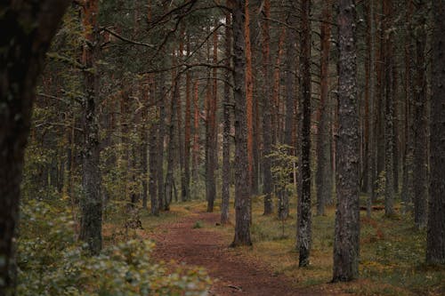 Photos gratuites de à feuilles persistantes, arbres, chemin