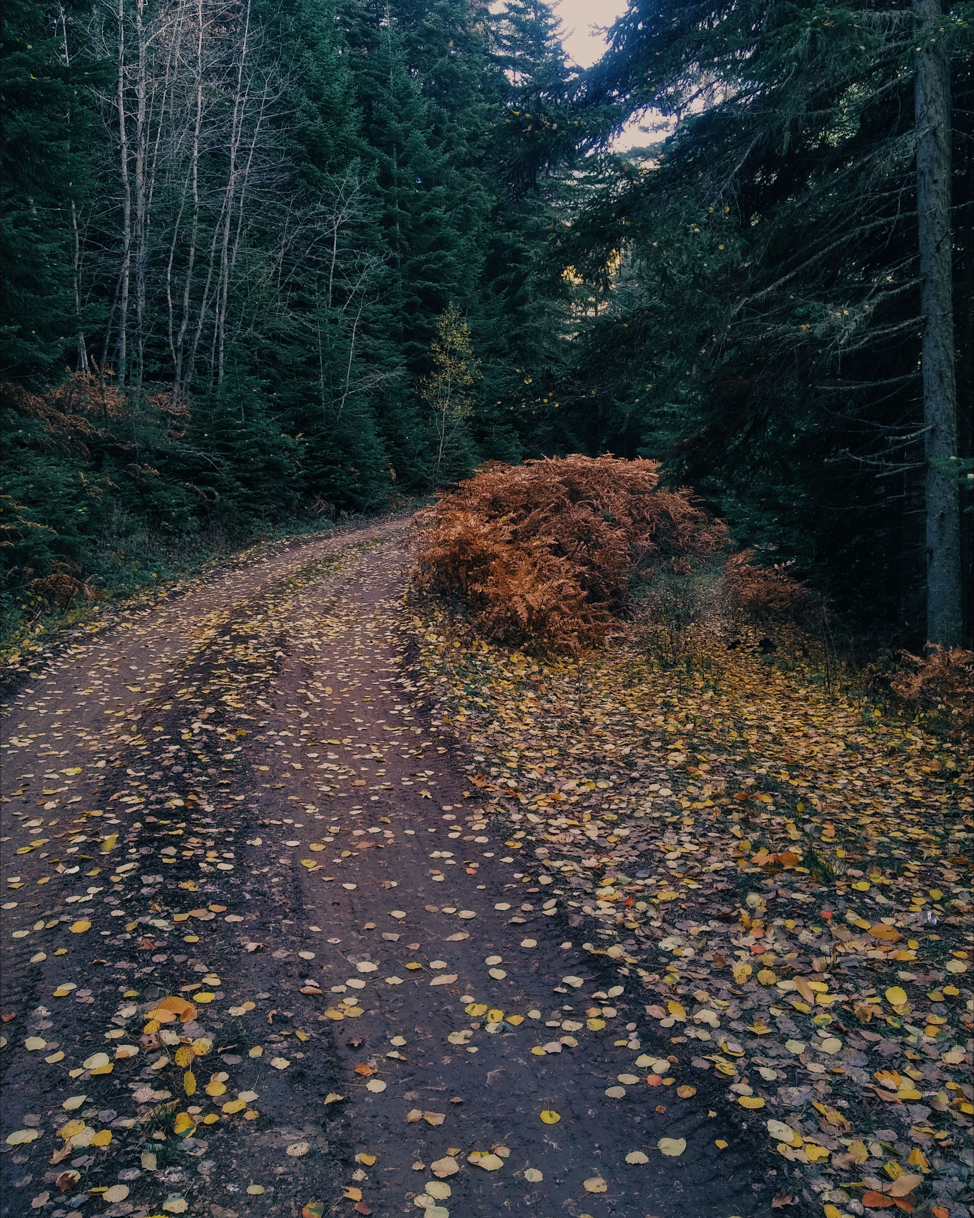 A dirt road in the woods with leaves on it · Free Stock Photo